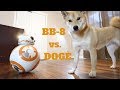 Dog vs. REAL Star Wars BB8