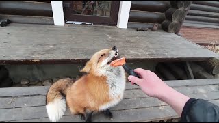 Alice the fox. How to calm a fox when he's nervous.