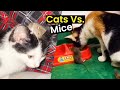 Friends Or Enemies? Cats Vs. Mice