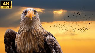 The SECRET ROUTES of Migratory Birds ✈️🌍 (The Mystery Revealed)