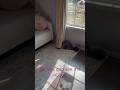 My cat thinking she is slick #catsofyoutube