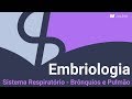 Embriologia: Sistema Respiratório - Brônquios e Pulmão
