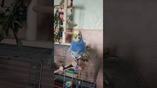 Попугай поёт