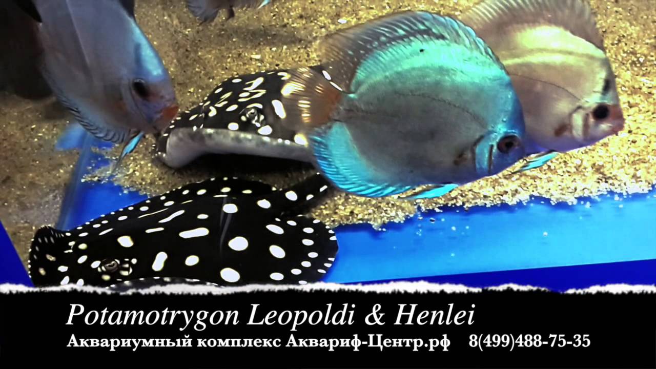 Potamotrygon Leopoldi & Henlei