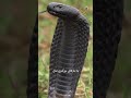 مار شاه کبرا بزرگ ترین مار سمی دنیا ــ دنیا حیوانات  رازبقا   حیات وحش