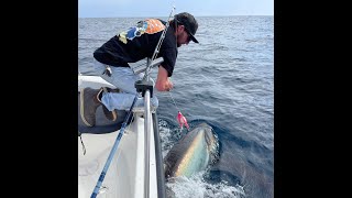 Daytime Swordfishing San Diego  Bigeye Thresher Shark Bycatch