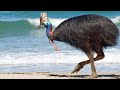 15 Most Dangerous Birds on the Planet!