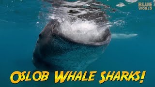 Philippines Whale Sharks! | JONATHAN BIRD'S BLUE WORLD