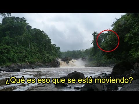 Vídeo: Los Dinosaurios Todavía Viven En La Selva Impenetrable - Vista Alternativa