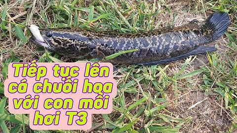 Câu lure cá lóc test mồi nhái hơi T3 trắng Ngọc Trinh lên 2 con cá chuối hoa | Tê Ta Vlog