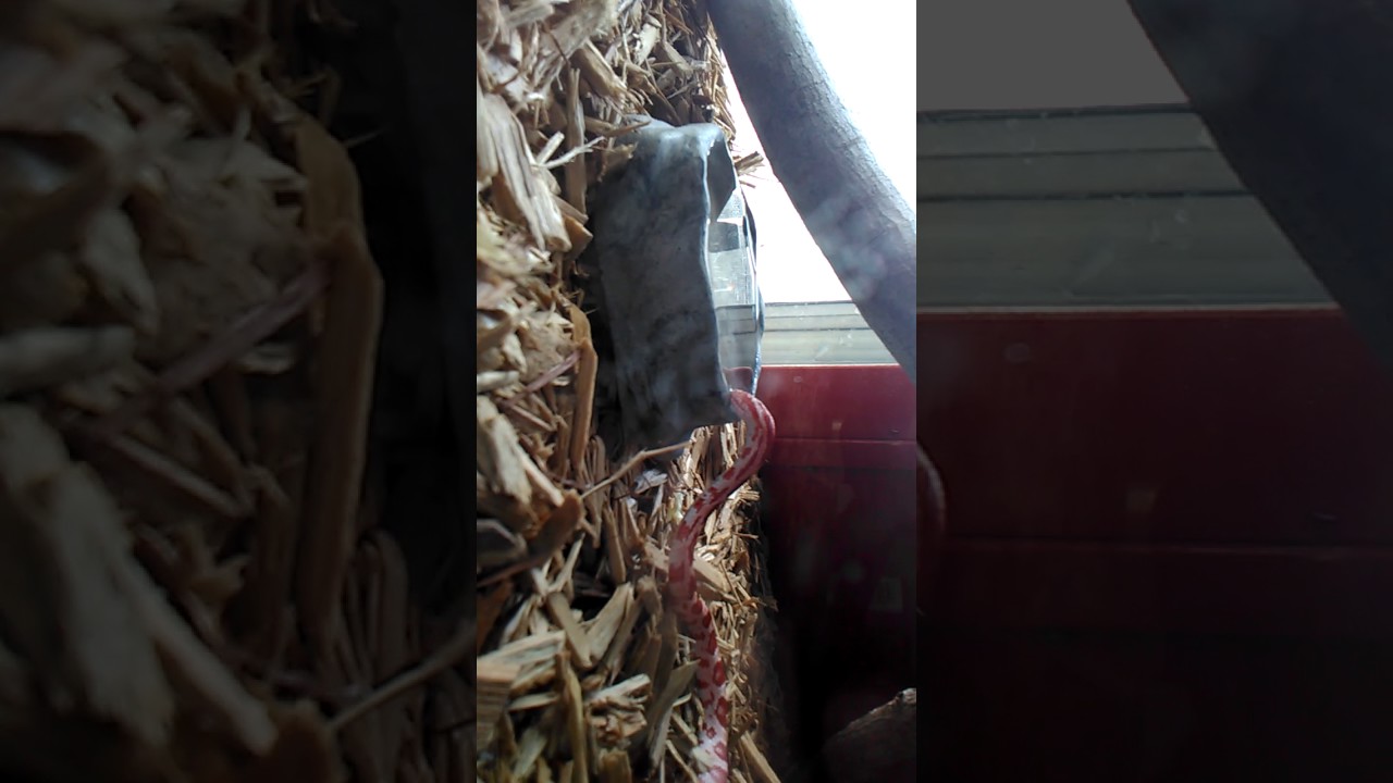 camera iphone 8 plus apk Snake Drinking water