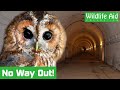 Tawny Owl trapped in underground bunker...TWICE!