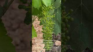 🍇El creixement de les vinyes de la Finca Can Martí i dels seus fruits segueix a bon ritme!