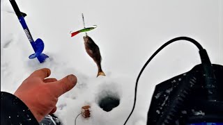 Налим на жерлицы, жадный окунь, зимняя рыбалка в Карелии