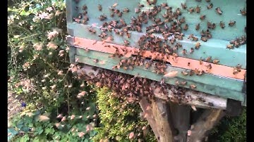 Swarm arriving at bait hive