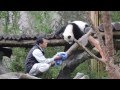 2014/04/14彪拔拔收貓記上集 Giant Panda Yuan Zai