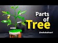parts of tree model making for science project | diy | Nakul Sahu Art 
