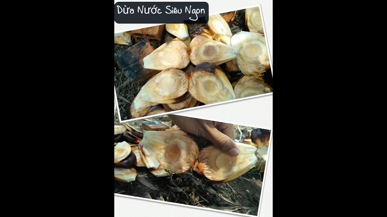 NVL- Dừa Nước Siêu Ngon - YouTube
