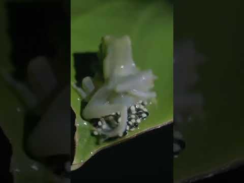 Video: ¿Las ranas tienen espinas?
