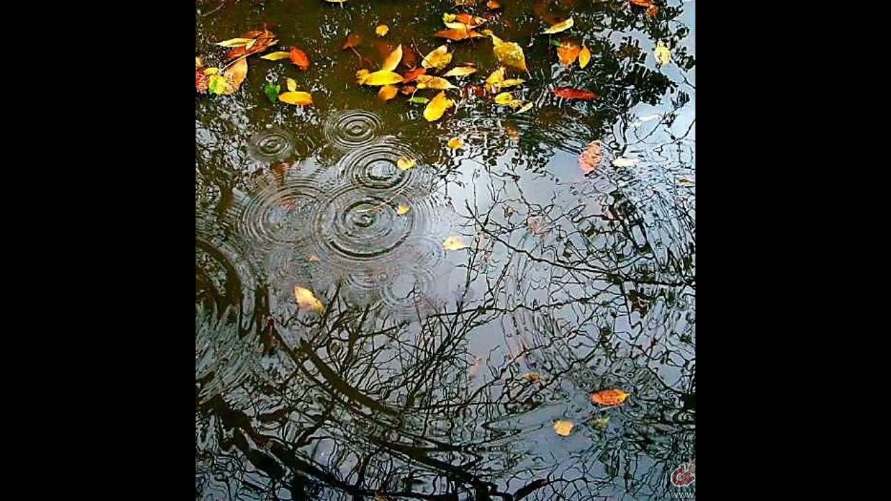 Осенняя музыка дождя