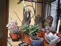 My Cacti & Succulent Plants end of April Update