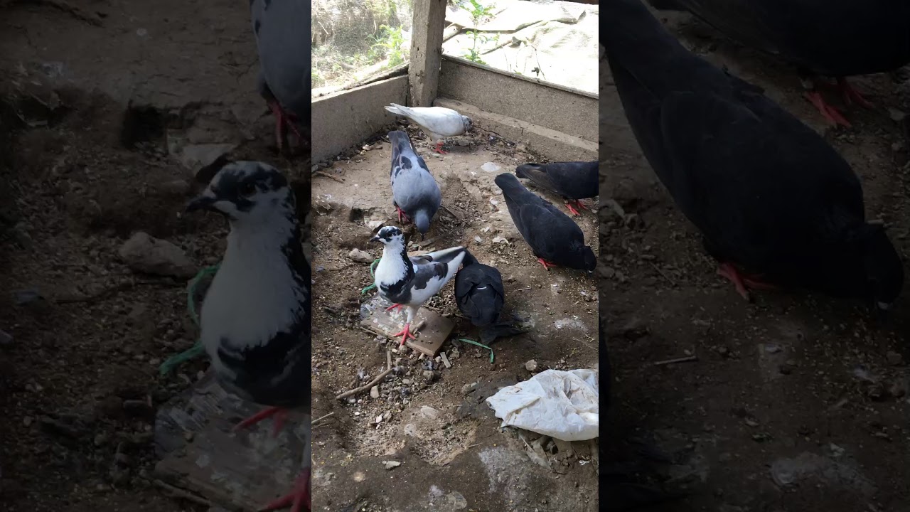Merpati Ku Kaki Nya Seperti Bebek Pake Selaput Youtube