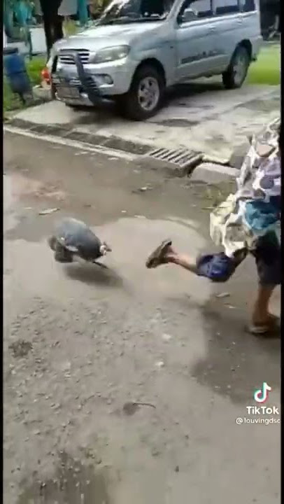 anak kecil di kejar 🐓🐓🐓🐓Niatnya godain ayam... eeee malah kena pendeel ayam.
