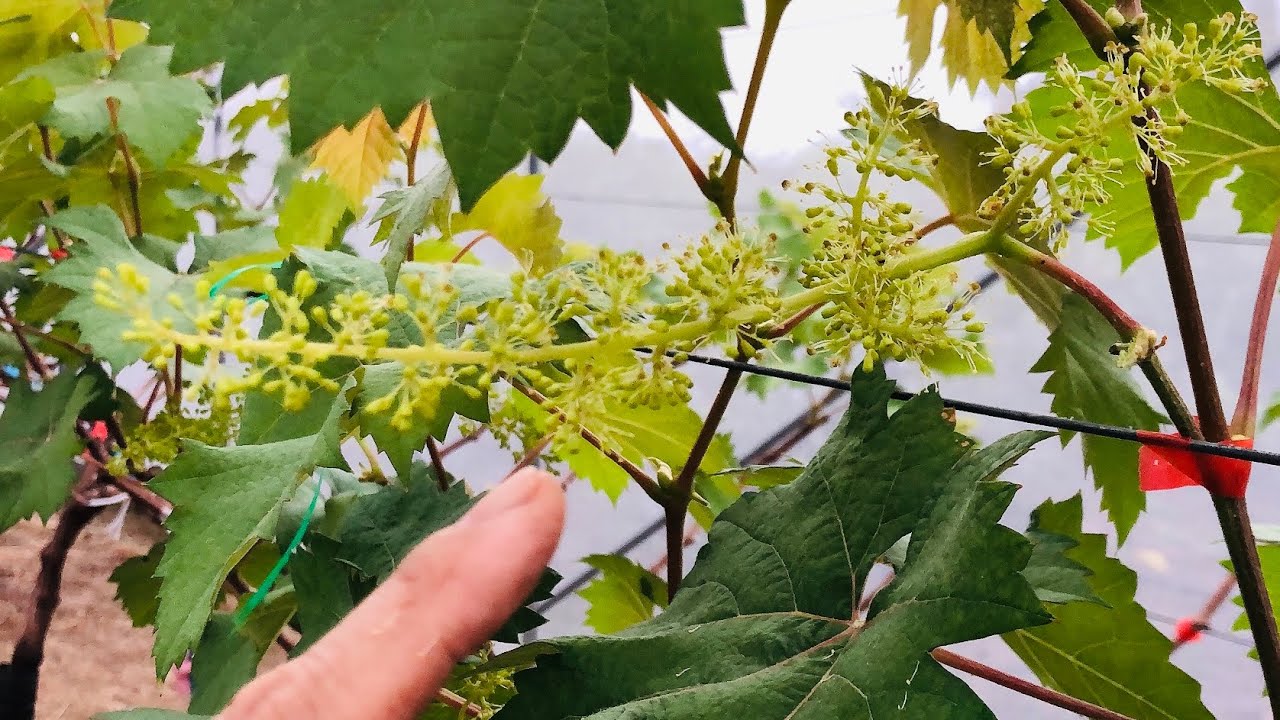 ต้องดูแลบำรุงรักษาช่อดอกองุ่นอย่างไรหลังพรุน