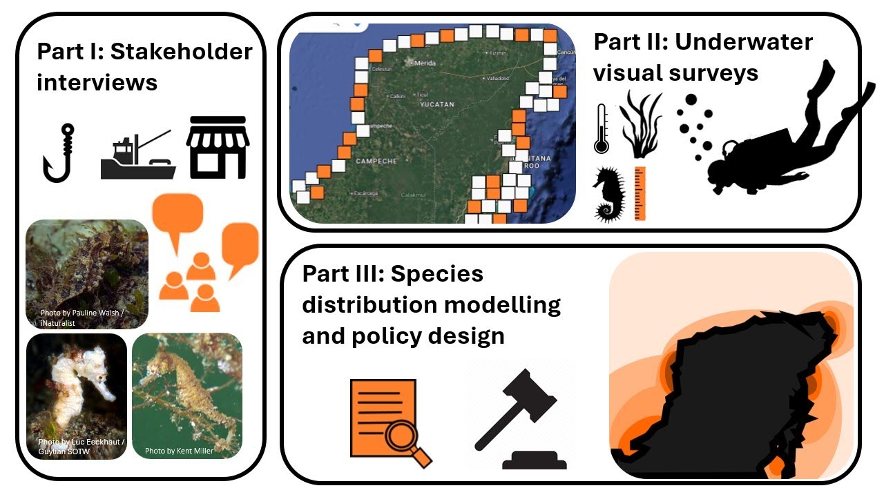 Ruth Arnold, 'Seahorse population assessment in Mexico' : UBC 3MT 2025 Semi-Finalist