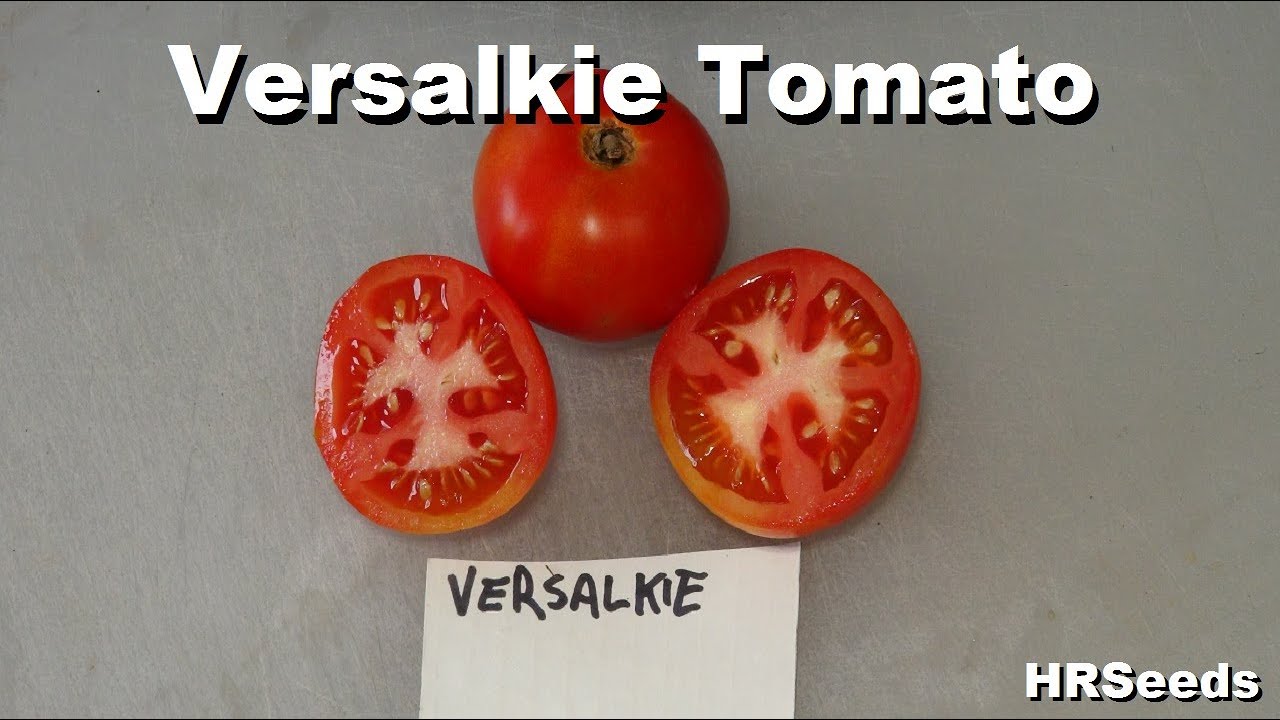 ⟹ Versalkie Tomato | Solanum lycopersicum | Tomato Review