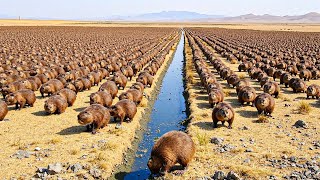 US Sent Thousands Of Beavers Into a Desert With a Dying River—2 Years Later Results Shocked Everyone