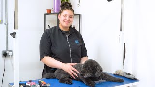 Grooming a Senior Dog  A Gentle Approach | Dog Grooming Tutorial