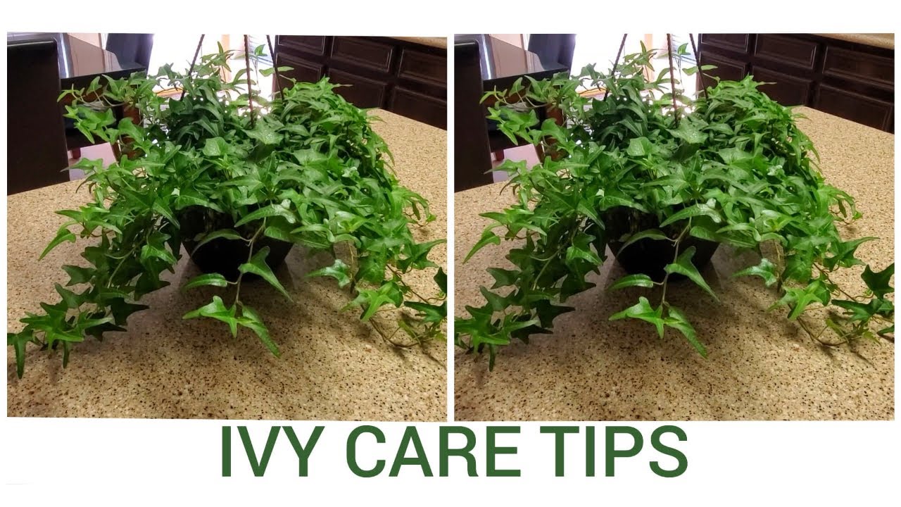 HOW TO CARE FOR IVY PLANTS DONNA JOSHI YouTube
