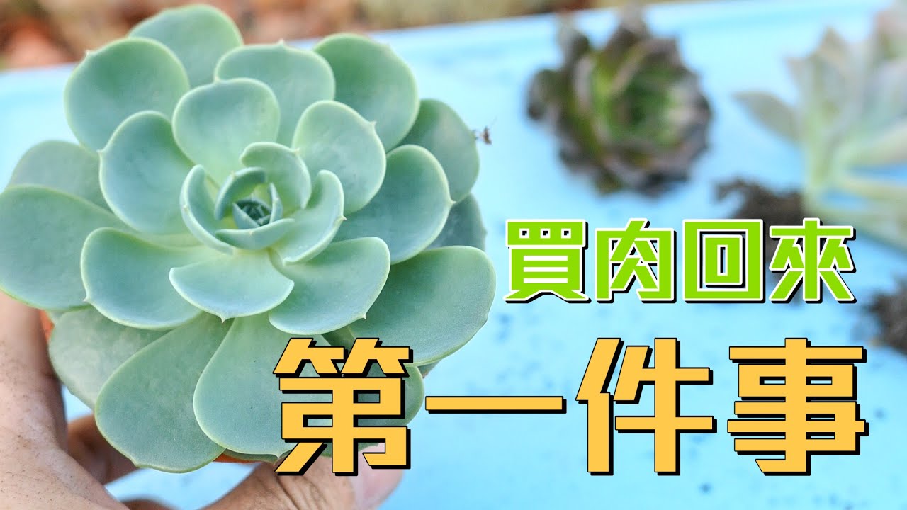 Wilson Tv Just Do It After Buy Succulents English Subtitles Are Available Youtube