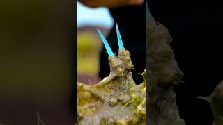 Download Lagu Satu-satunya Burung Beracun di Dunia | Pitohui Berkerudung MP3