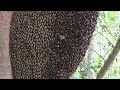 Apis dorsata (giant honey bees) use shimmering  to repel a hornet predator