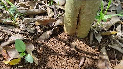 cây dổi 2 năm bị nứt thân