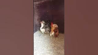 Columbian Pair Serama for breeding #extremeserama #serama #seramachicken #chicken #ayamserama