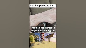 Catnip Chronicles: Unraveling the Feline Frenzy