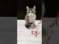 ASMRSatisfying Cat Reverse Magic#shorts#cat #beads #asmr #satisfyingasmr