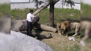 Wild Unstable Man Jumps Into Lion Exhibit Area