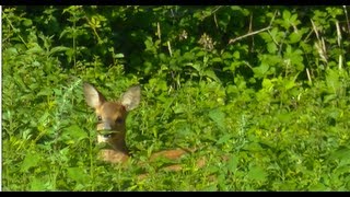 Bebe Chevreuil Sauvage Youtube