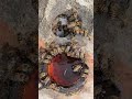 #honeybees