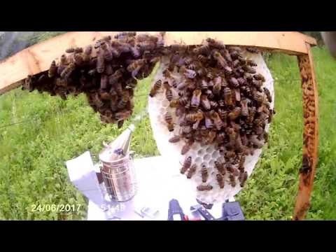 Как лучше ловить пчел Как лучше ловить пчел
