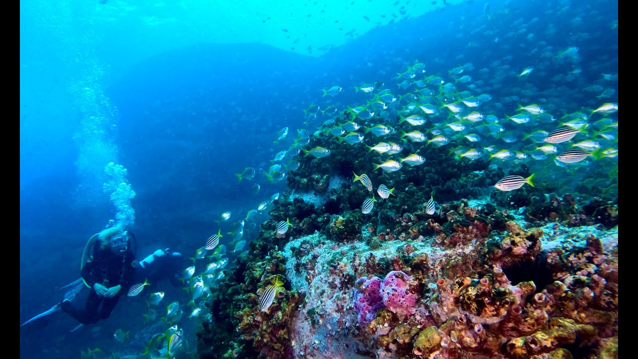 Just the Best Boat Diving Bluefish Point Dive Site 2024