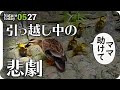 0527【カルガモ親子の引っ越し中に雛鳥が襲われる】猛禽類ツミ。カワセミの巣。エナガ親子。ムクドリの巣と雛鳥。カワラヒワにエナガなど。鳥の雛かわいい　#身近な生き物語　#カルガモ親子　#雛鳥