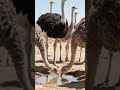 The life of an ostrich family on the African savannah