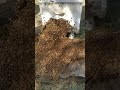 Bees running into thair home #bee #savethebees #honey #buzzbeesfarm #buzz #buzzbees #viralshorts