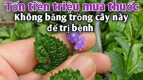 Tốn tiền triệu mua thuốc, không bằng trồng cây này để trị bệnh. trị Hở van tim, tiểu đường, gút...