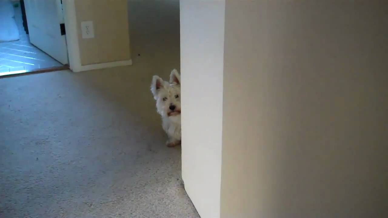 funny westie pictures